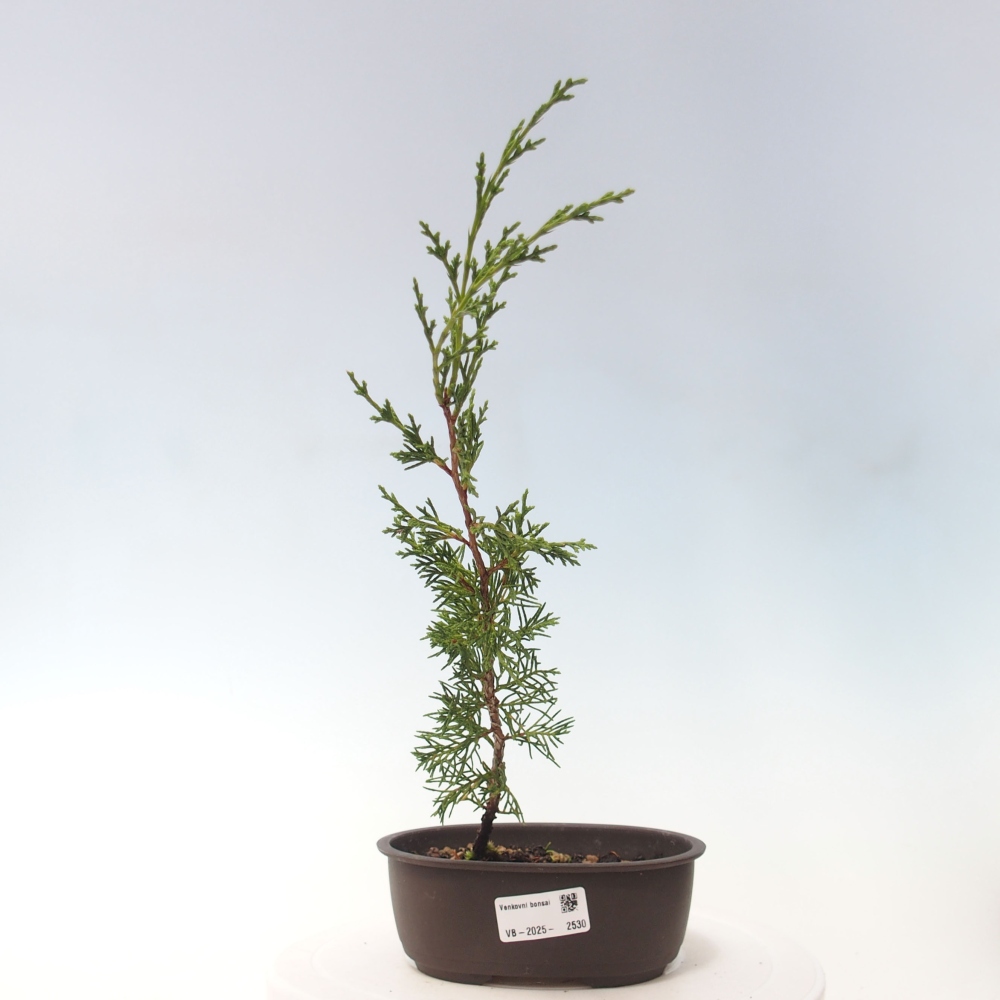 Venkovní bonsai - Juniperus chinensis Itoigawa -Jalovec čínský