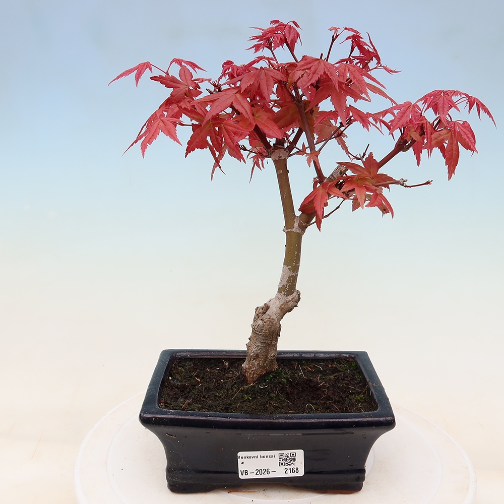 Venkovní bonsai - Javor dlanitolistý - Acer palmatum DESHOJO