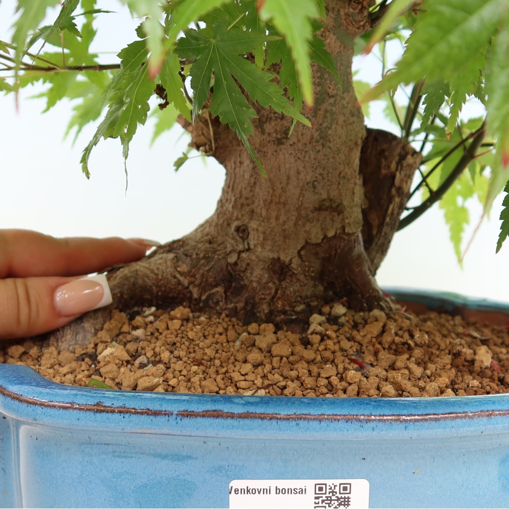 Venkovní bonsai - Javor Burgerův - Acer Burgerianum 