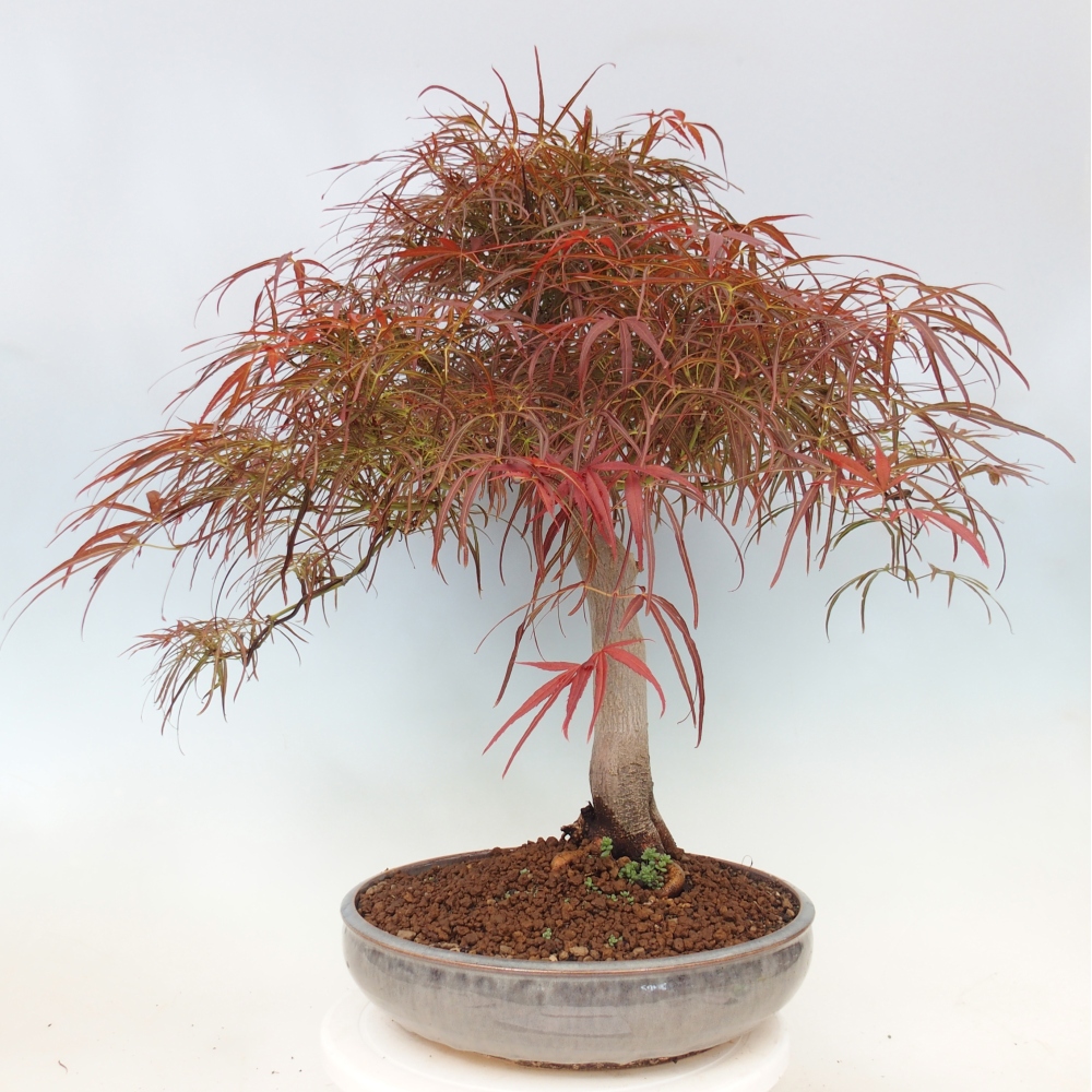 Venkovní bonsai - Javor dlanitolistý - Acer palmatum RED PYGMY
