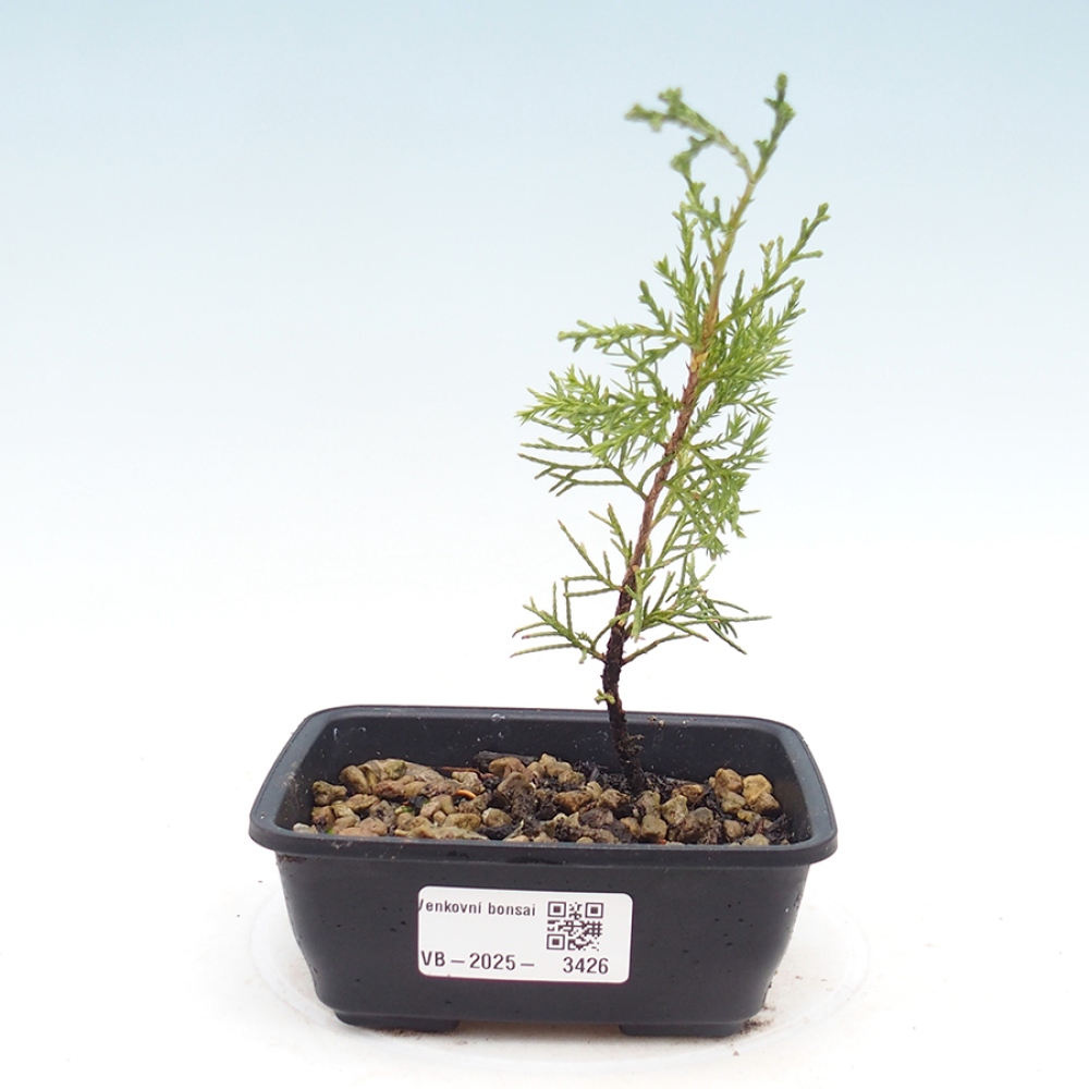 Venkovní bonsai - Juniperus chinensis Itoigawa -Jalovec čínský