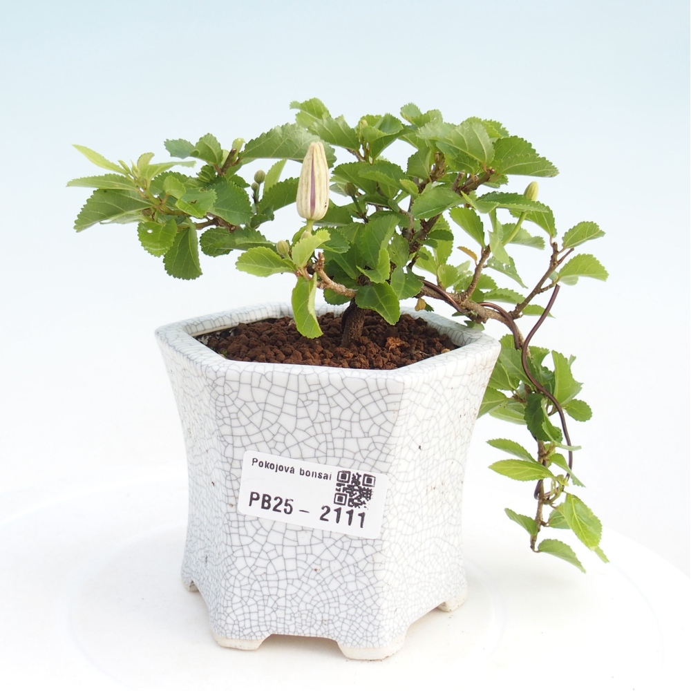 Pokojová bonsai - Grewia occidentalis - Hvězdice levandulová