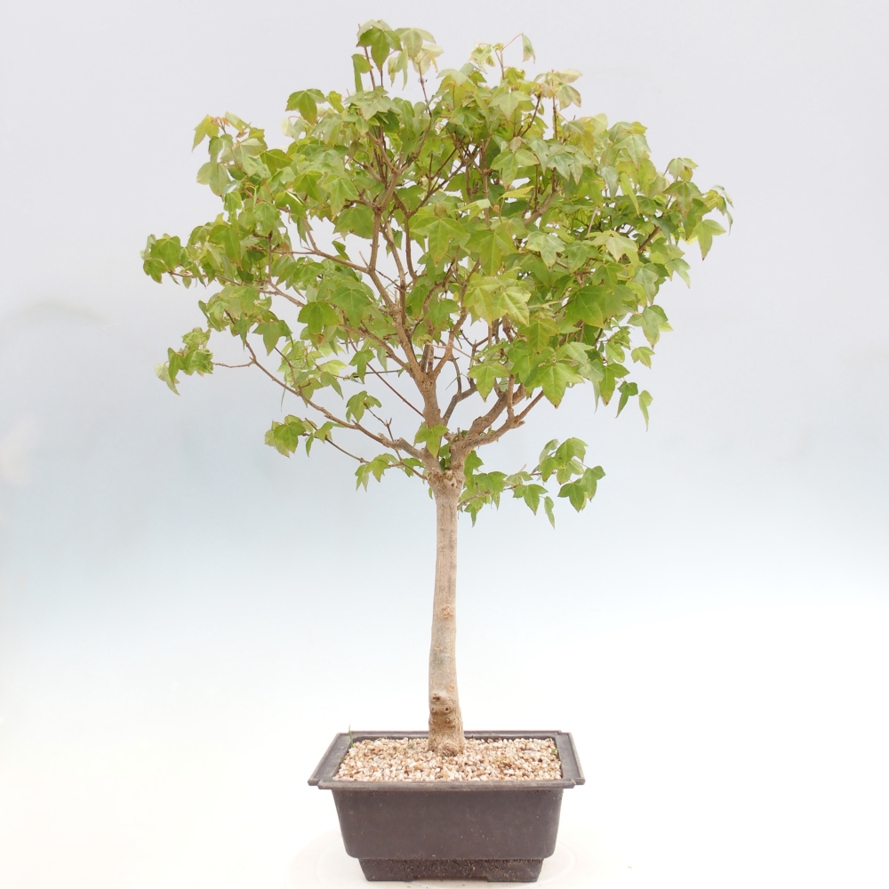 Venkovní bonsai - Acer Buergerianum - Javor Burgerův