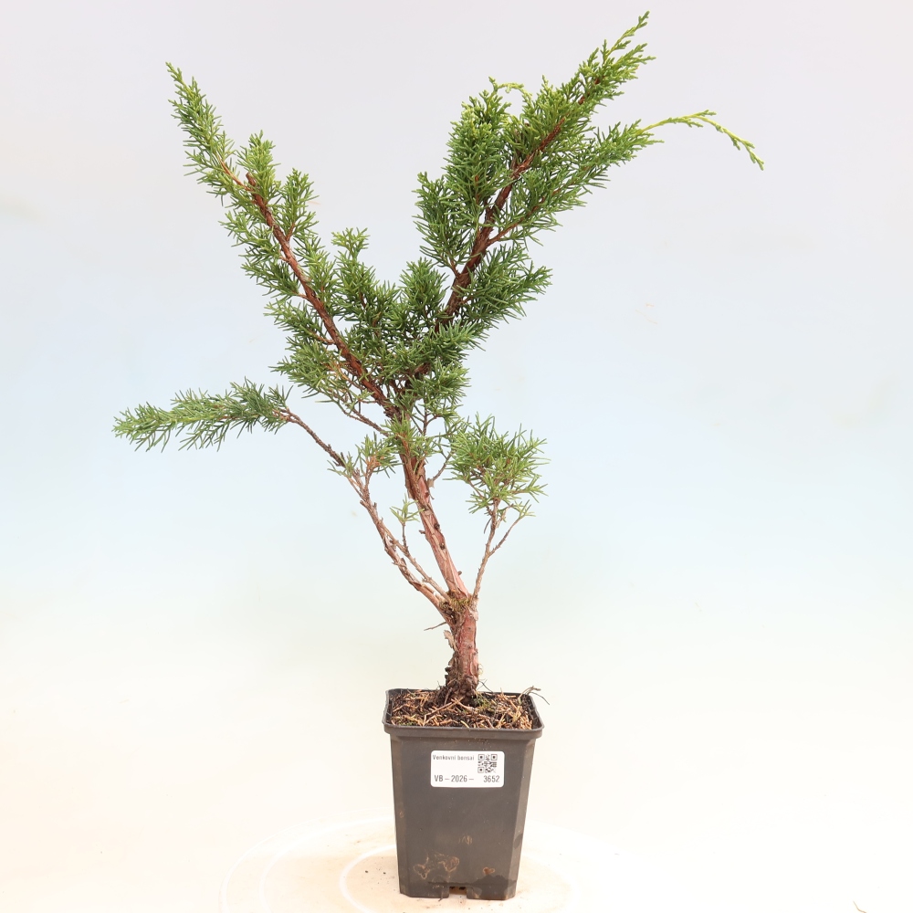 Venkovní bonsai - Juniperus chinensis Kishu -Jalovec čínský