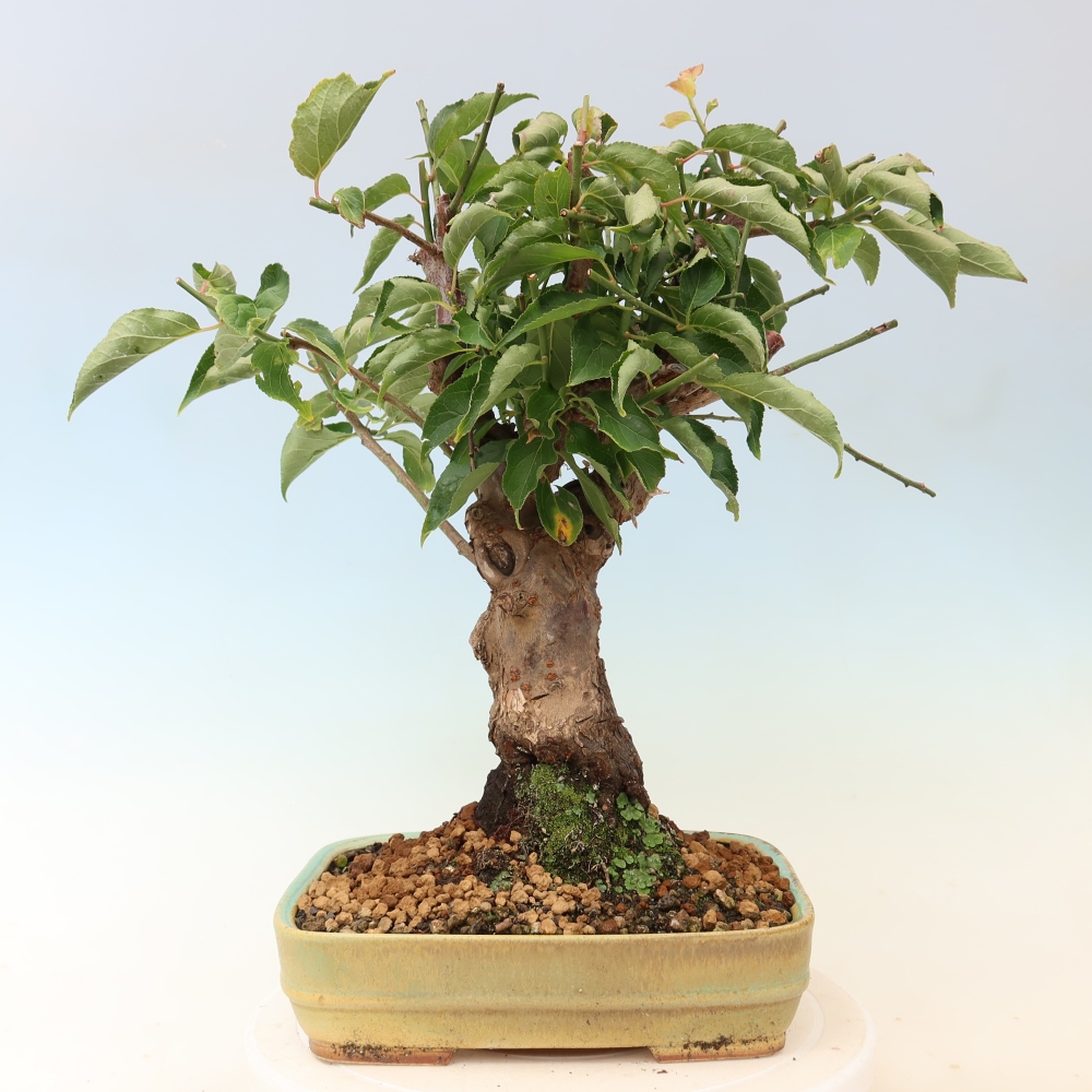 Venkovní bonsai -Japonská meruňka - Prunus Mume