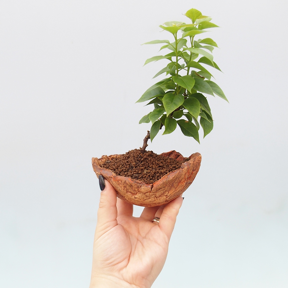 Pokojová bonsai - Bouganwilea