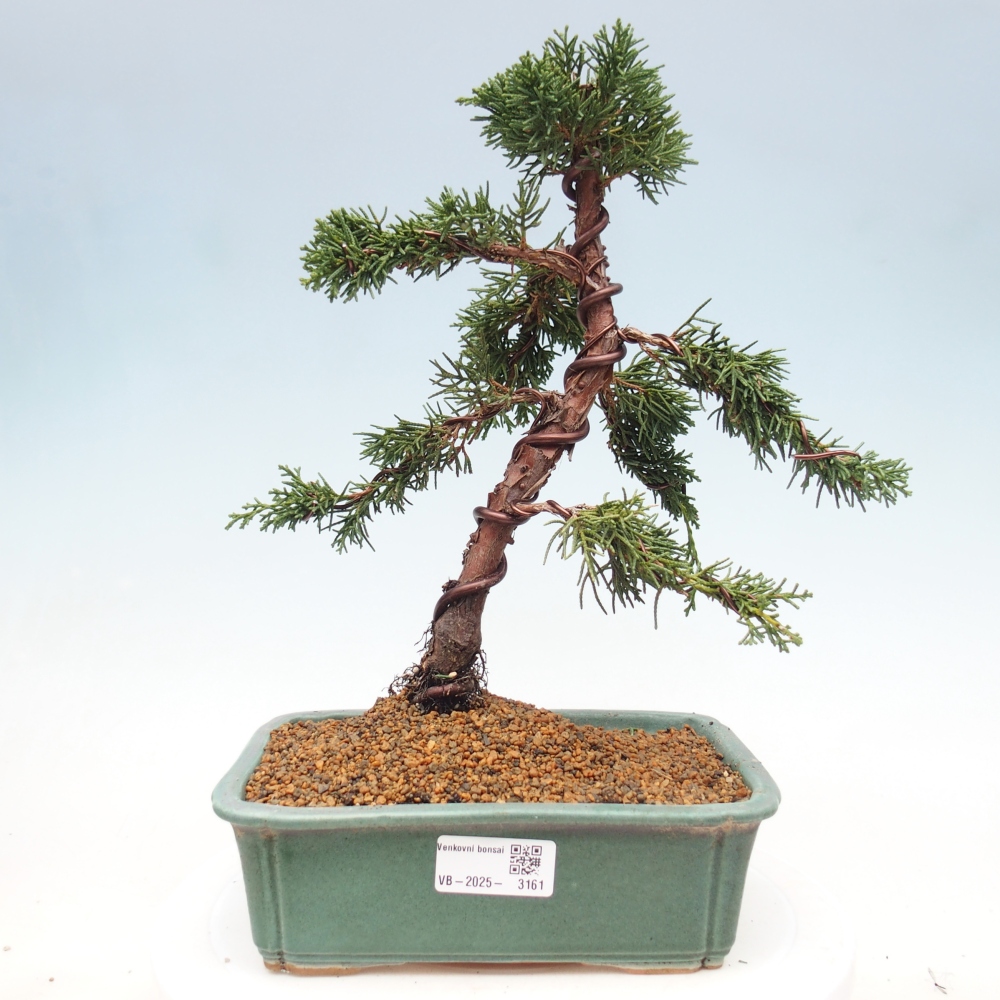 Venkovní bonsai - Juniperus chinensis Kishu -Jalovec čínský