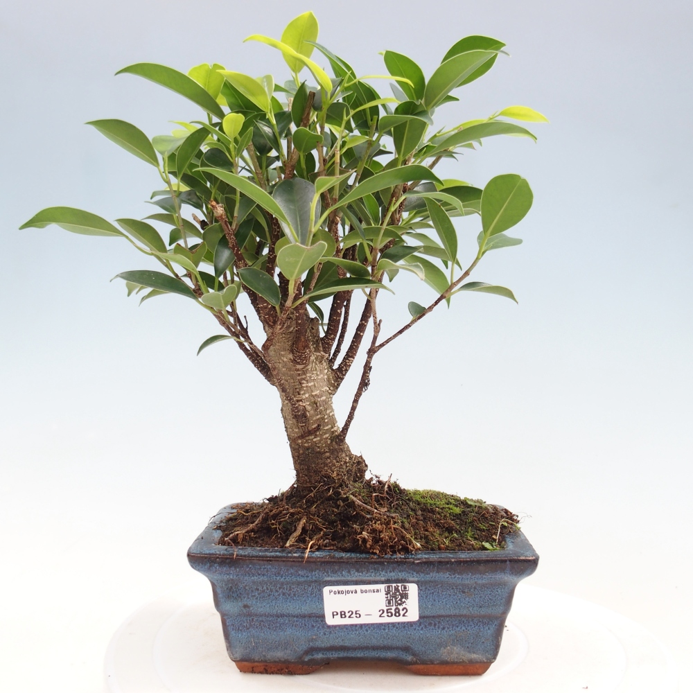 Pokojová bonsai - Ficus retusa -  malolistý fíkus