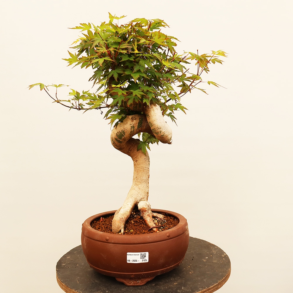 Venkovní bonsai - Javor palmatum  - Javor dlanitolistý