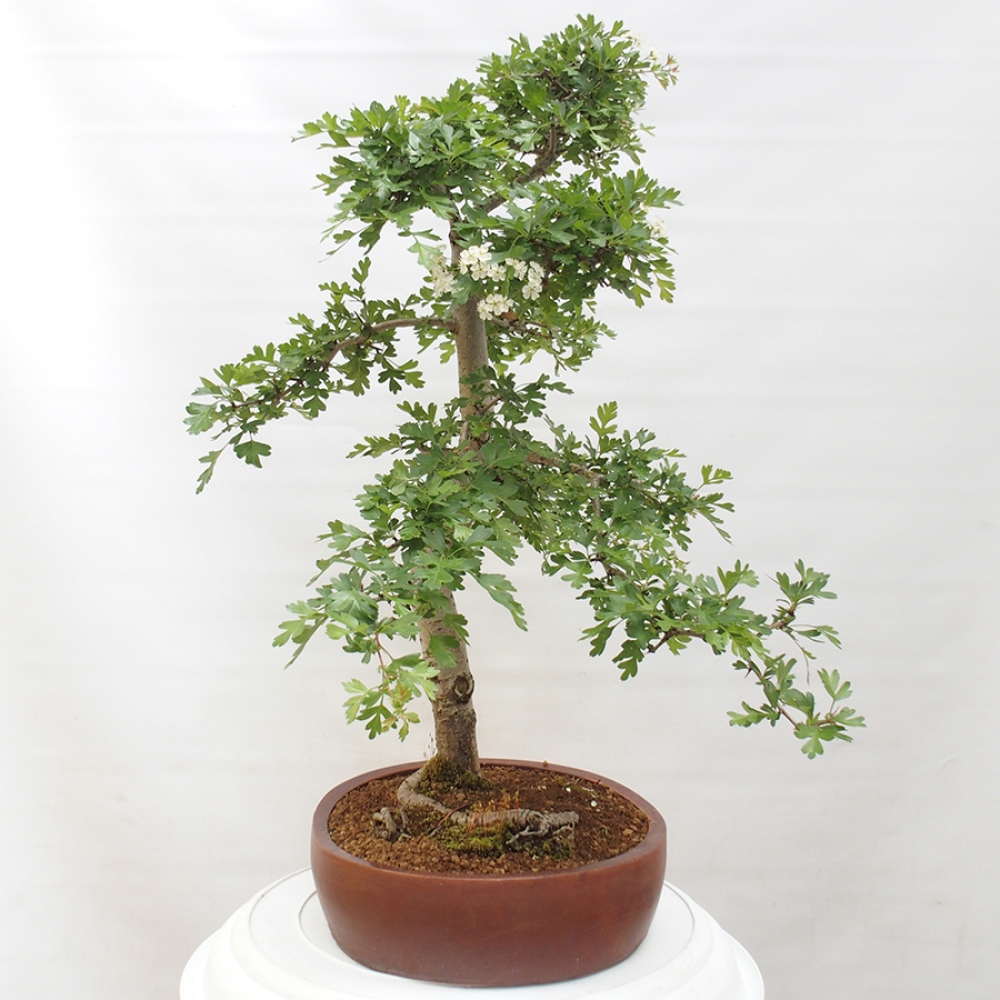 Venkovní bonsai - Hloh - Crataegus monogyna