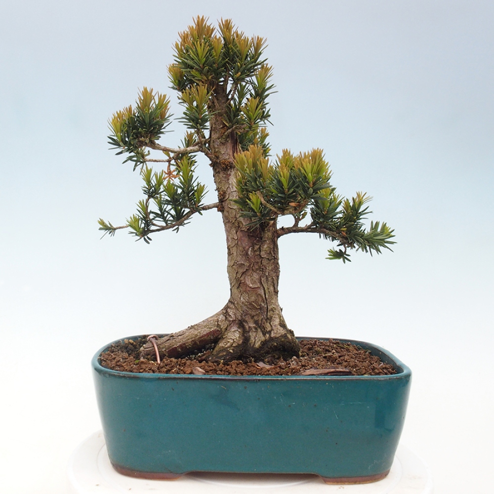 Venkovní bonsai - Taxus cuspidata  - Tis japonský