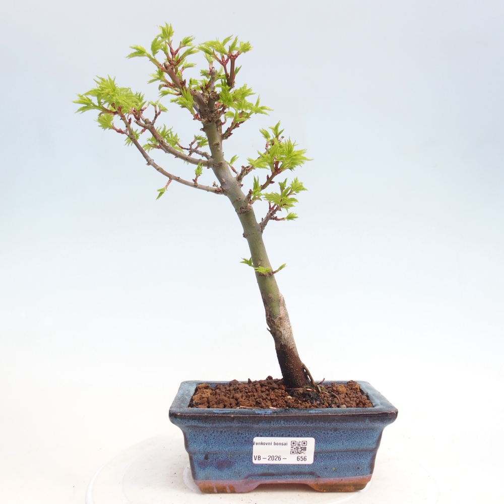 Venkovní bonsai -Javor dlanitolistý Acer palmatum Shishigashira