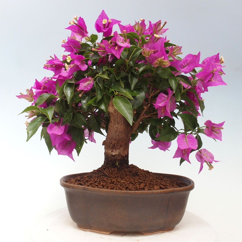Pokojová bonsai - Bouganwilea