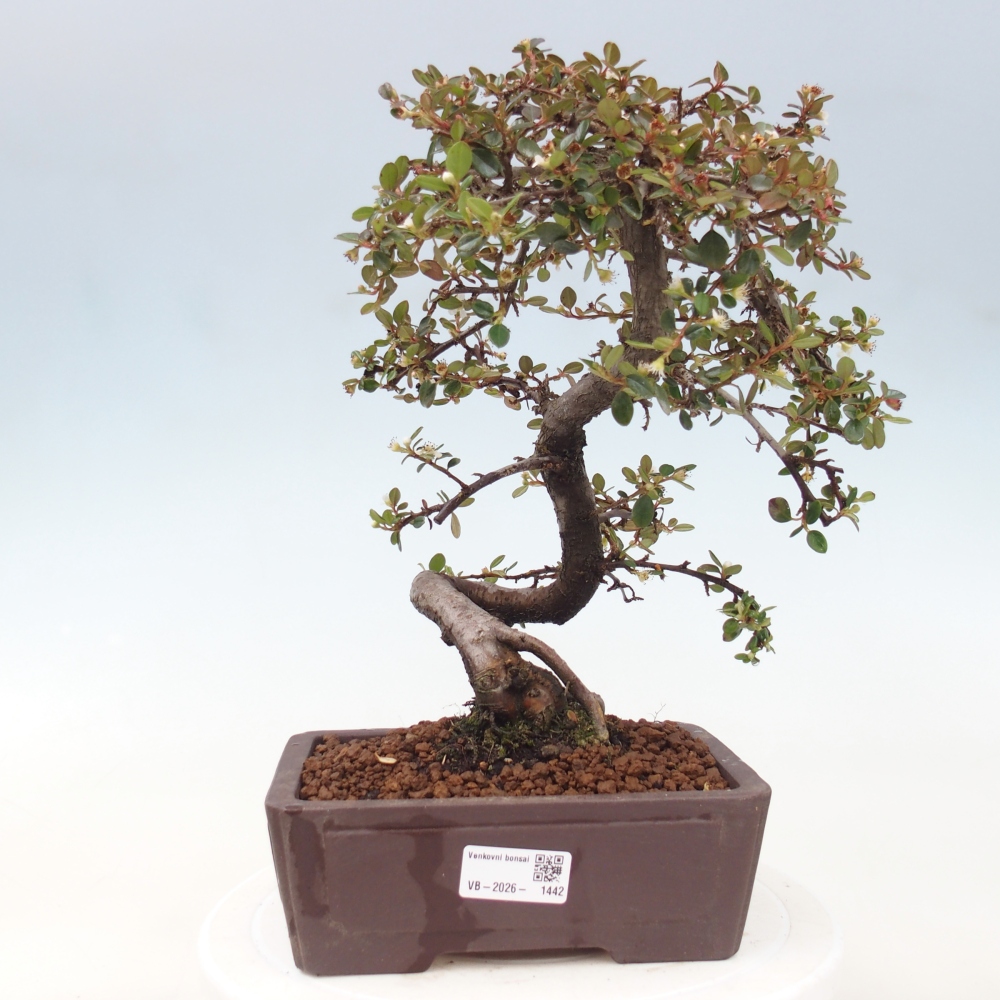 Venkovní bonsai-Cotoneaster dammeri - Skalník Damerův