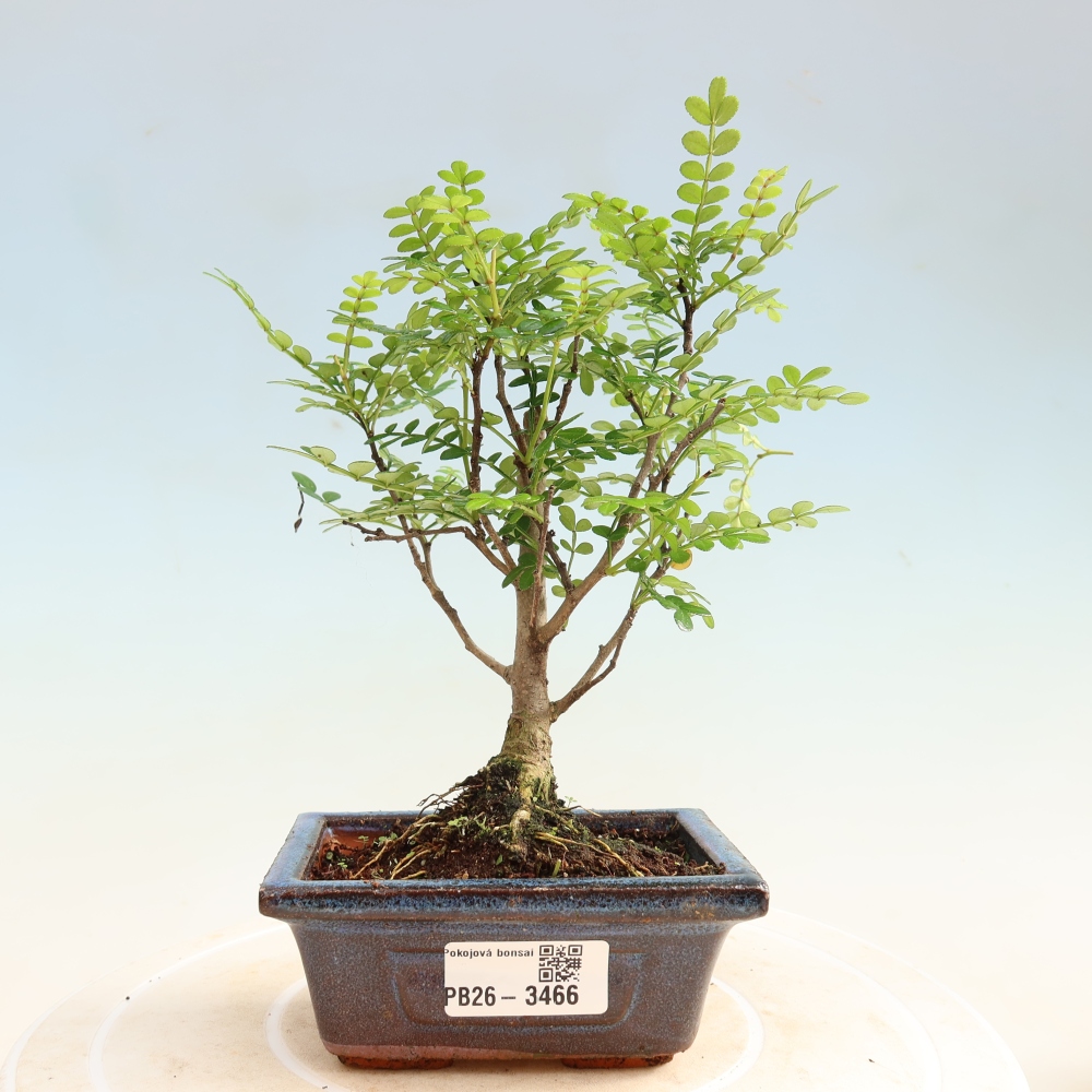 Pokojová bonsai - Zantoxylum piperitum - pepřovník