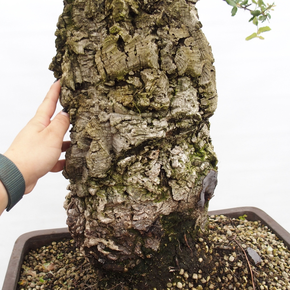 venkovní bonsai Quercus suber - Korkový dub