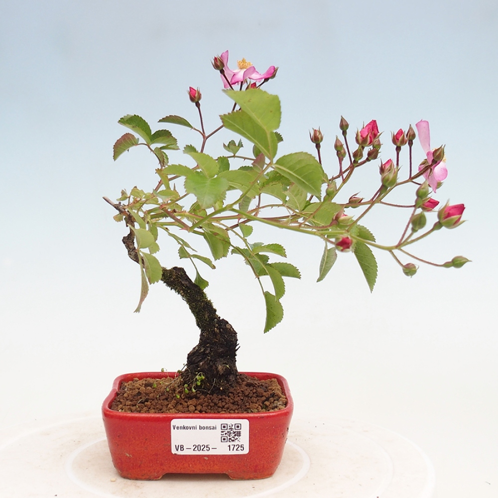 Venkovní bonsai - Rosa Kordes -  růže