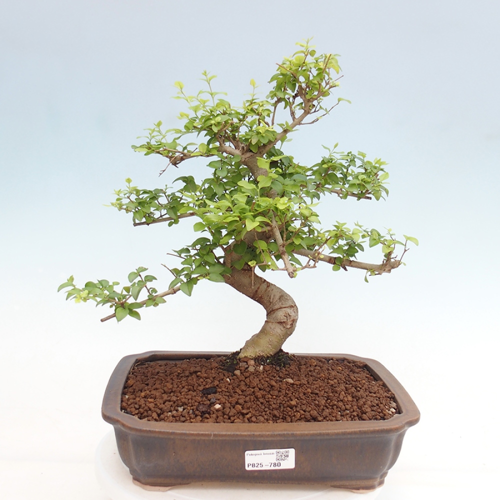 Pokojová bonsai -Ligustrum chinensis - Ptačí zob