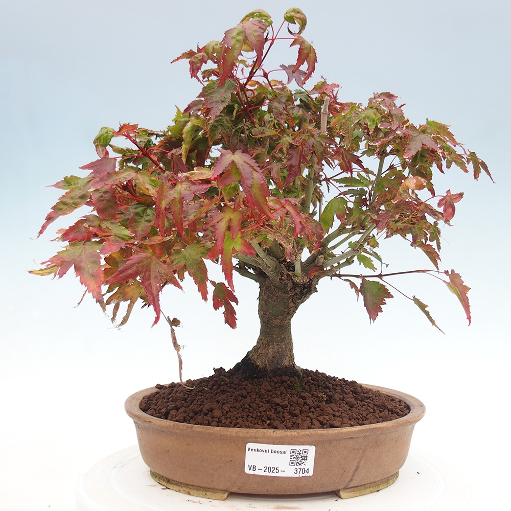Acer palmatum KIOHIME - Javor dlanitolistý