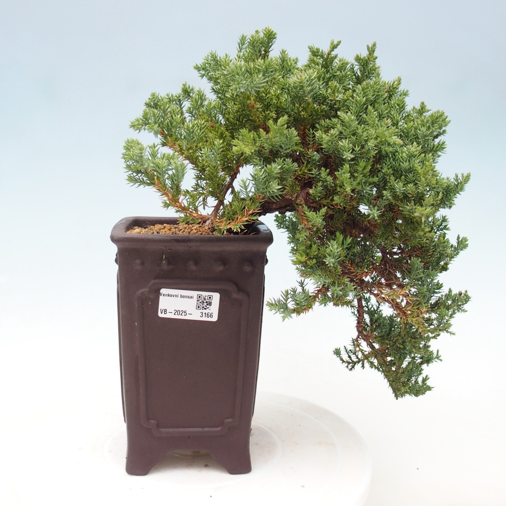 Venkovní bonsai - Juniperus procumbens - Jalovec polehavý