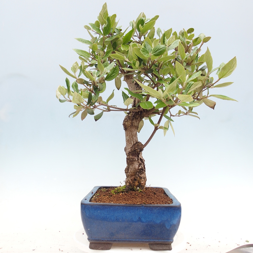 Venkovní bonsai-Kalina Bodnanská - Viburum carlesii hemsi
