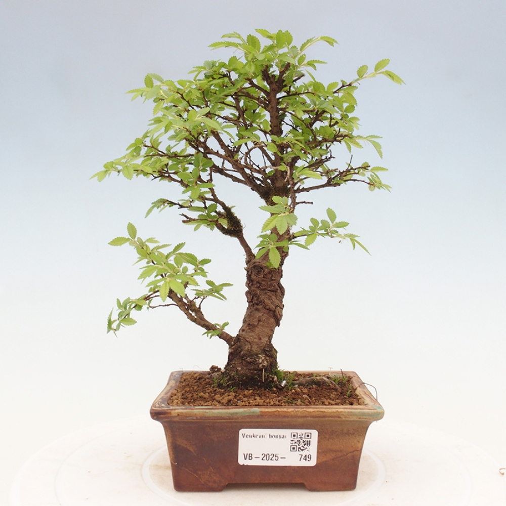 Venkovní bonsai - Zelkova - Zelkova NIRE