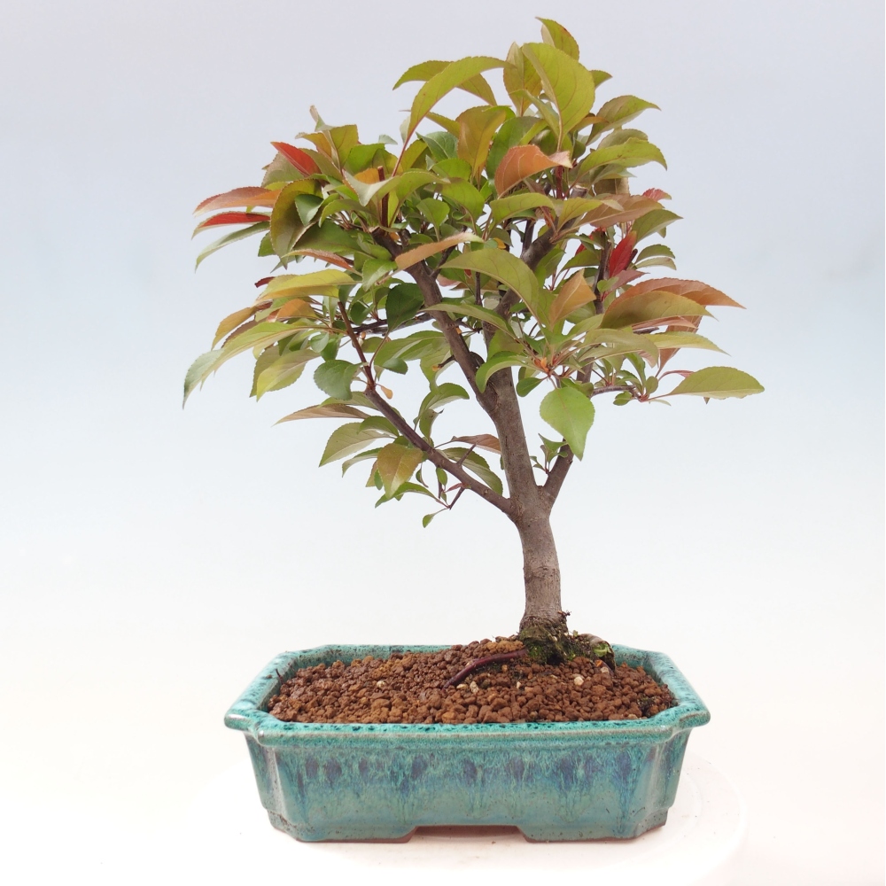 Venkovní bonsai -Malus domestica - Maloplodá jabloň červenolistá