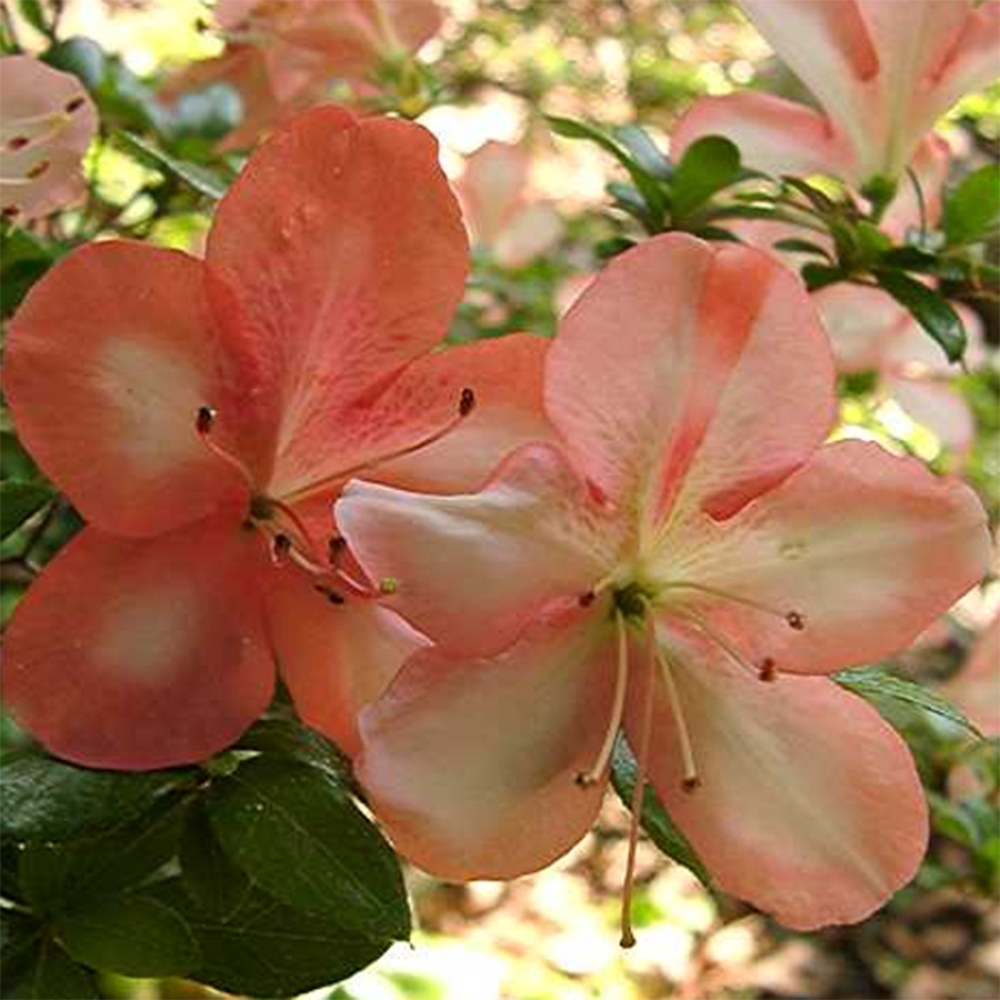 Venkovní bonsai - Japonská azalka - Azalea Yama-no-Hikari