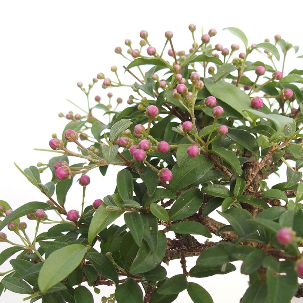 Pokojová bonsai - Malpígie barbadoská třešeň - Malpighia glabra 