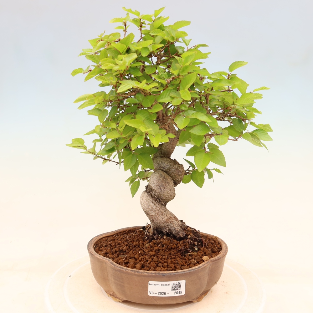 Venkovní bonsai -Carpinus coreana - Habr korejský