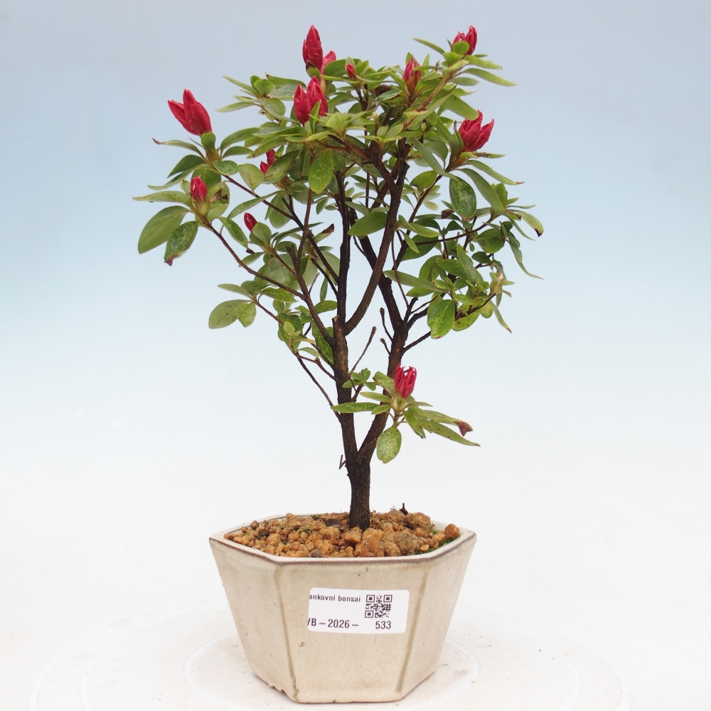Venkovní bonsai - Japonská azalka - Azalea sp.