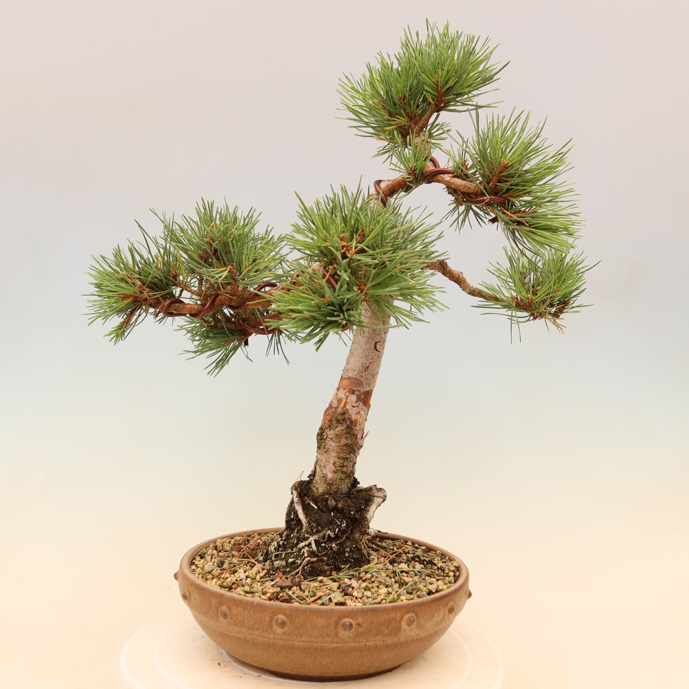 Venkovní bonsai - Pinus Sylvestris Watererri - Borovice lesní