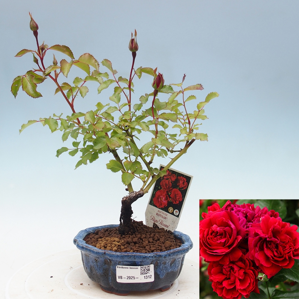 Venkovní bonsai - Rosa Kordes -  růže