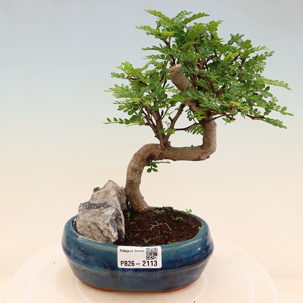 Pokojová bonsai - Zantoxylum piperitum - Pepřovník