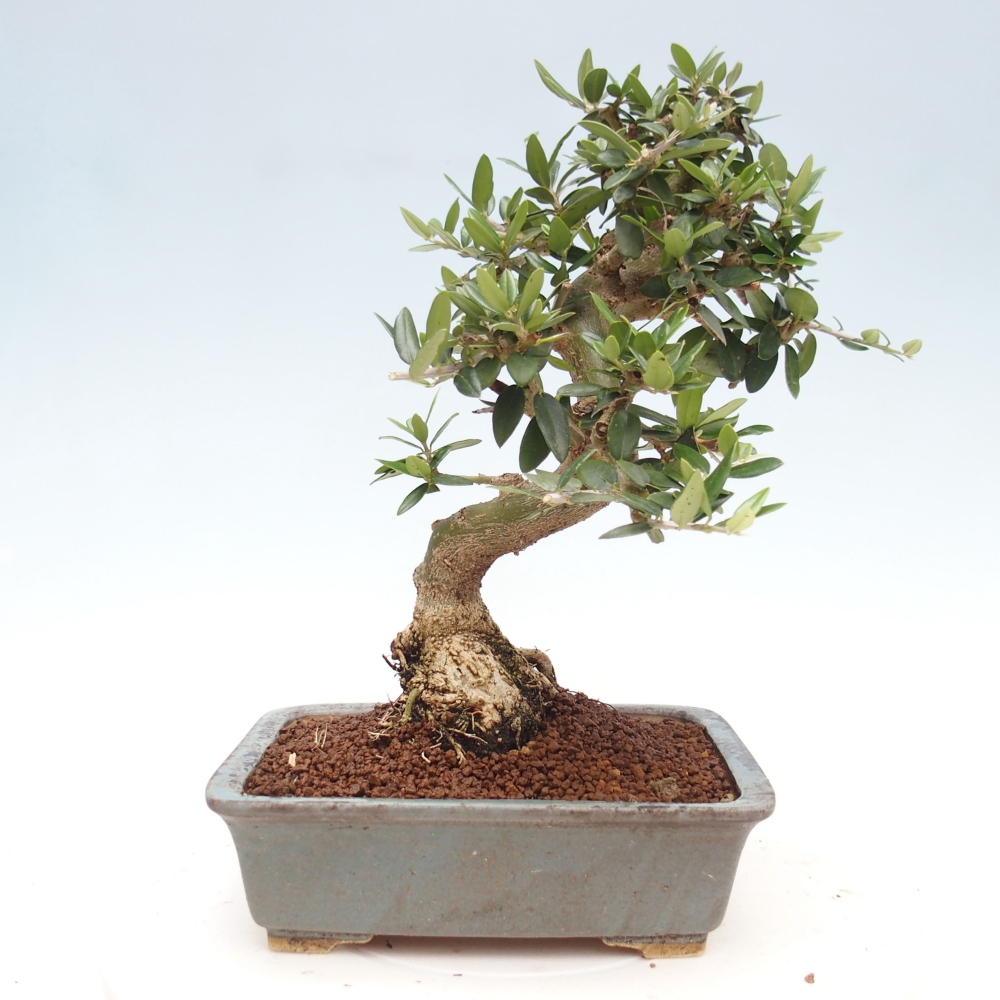 Pokojová bonsai - Olea europaea sylvestris -Oliva evropská drobnolistá