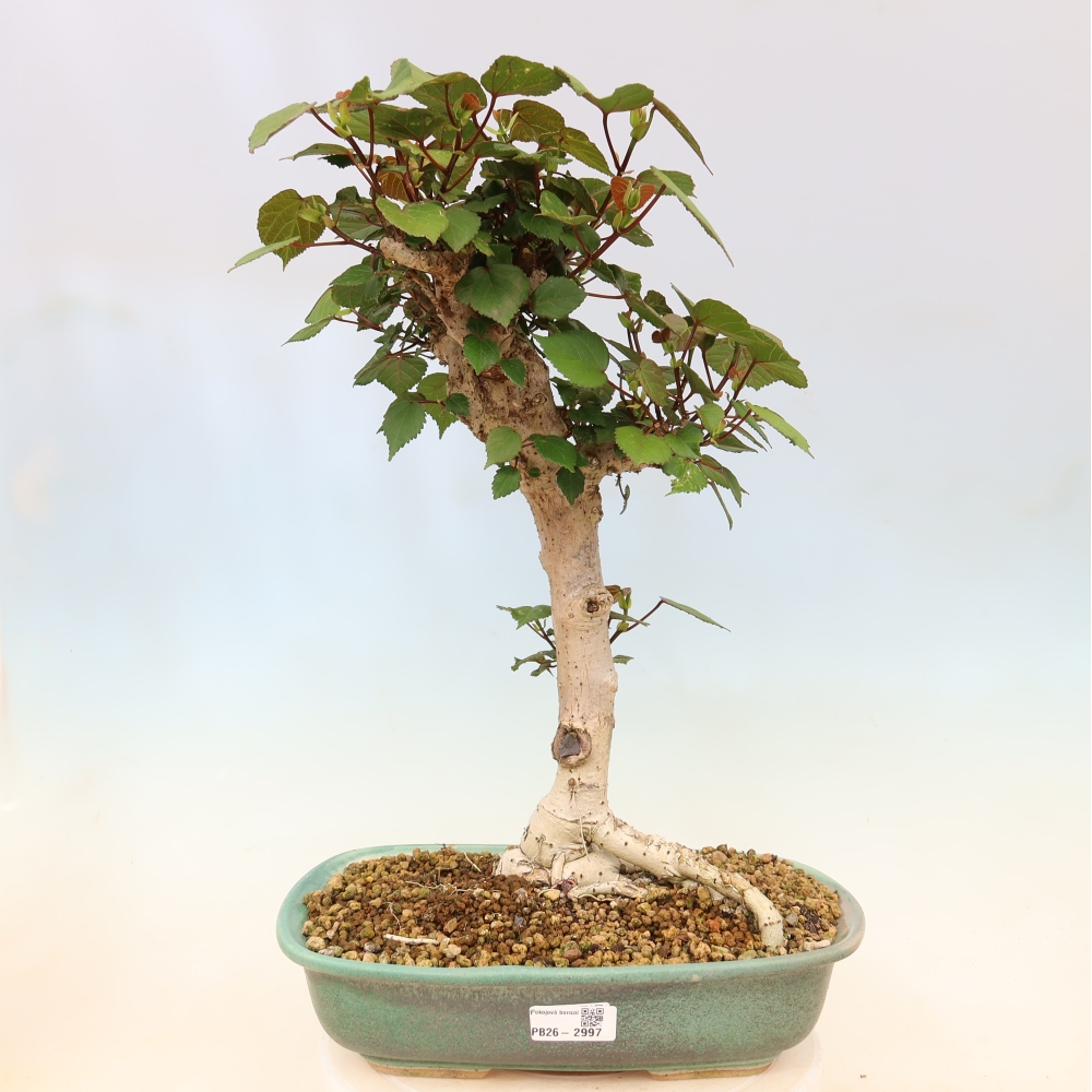 Pokojová bonsai - Hibiscus tiliaceus - Ibišek lípovitý, morský