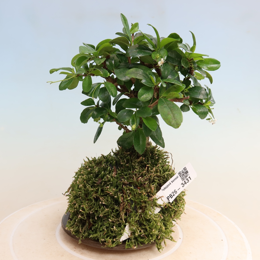 Kokedama s podmiskou - Carmona macrophylla - Čaj fuki