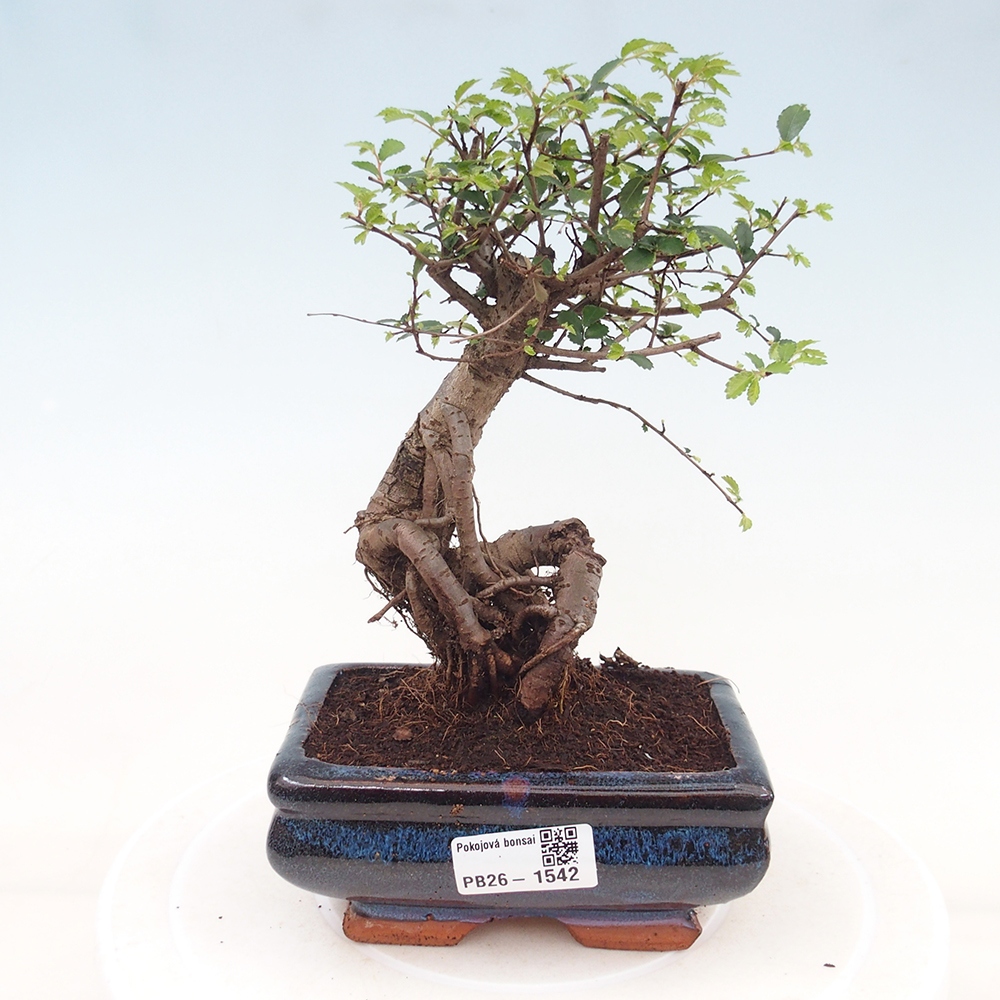 Pokojová bonsai - Ulmus parvifolia - Malolistý jilm
