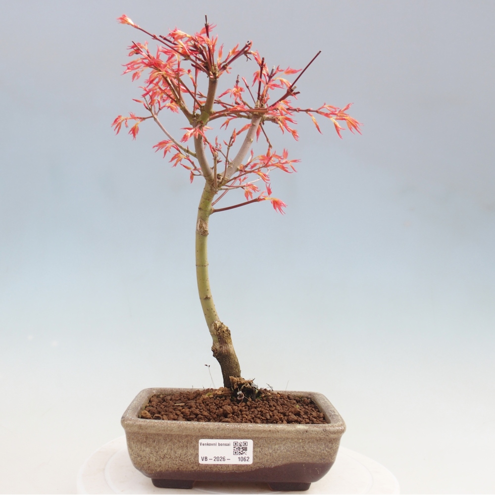 Javor dlanitolistý - Acer palmatum Beni Tsukasa