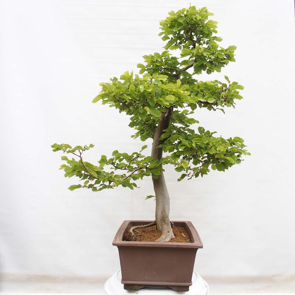 Venkovní bonsai - Habr obecný - Carpinus betulus