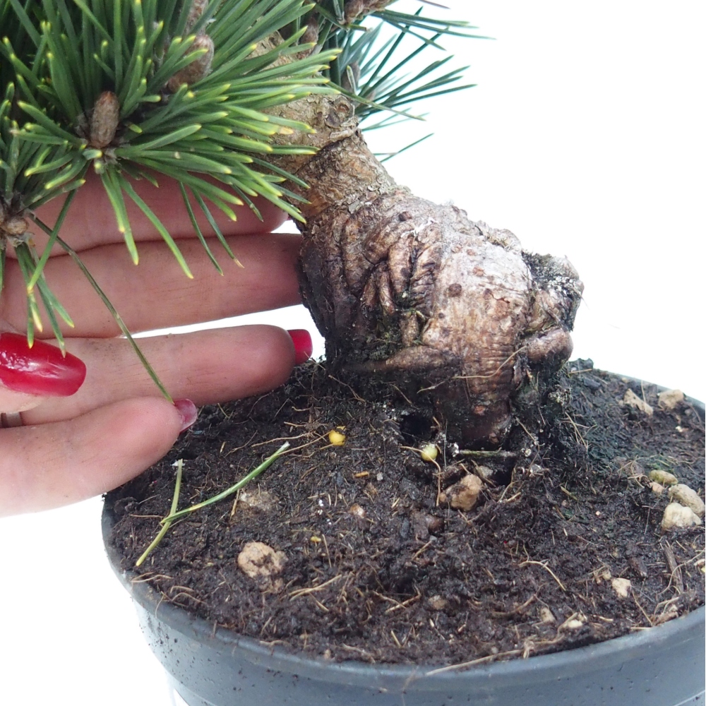 Venkovní bonsai - Pinus thunbergii senjyumaru - Borovice thunbergova