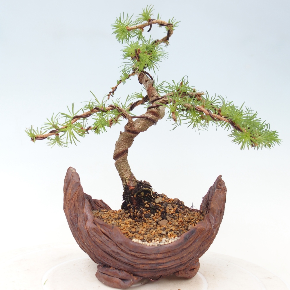 Venkovní bonsai - Larix Kaempferi - Modřín japonský