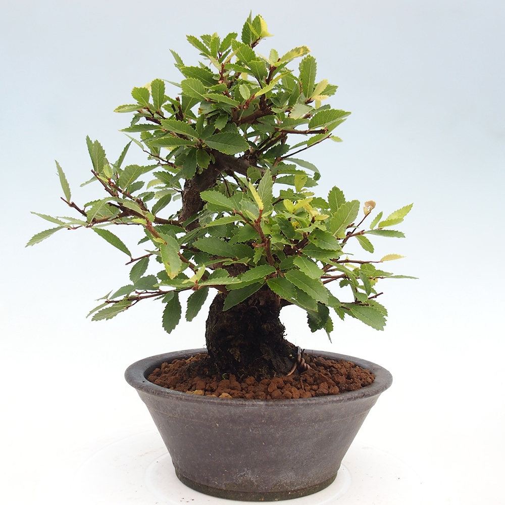 Venkovní bonsai - Zelkova - Zelkova serrata
