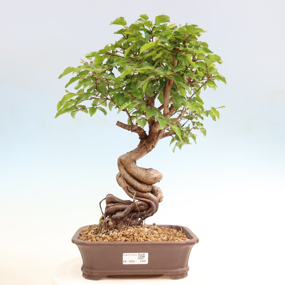 Venkovní bonsai -Carpinus coreana - Habr korejský