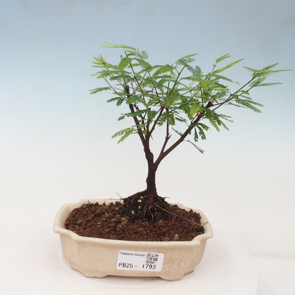 Pokojová bonsai-Calliandra surinamensis Dixie Pink - Kaliandra Suriámská