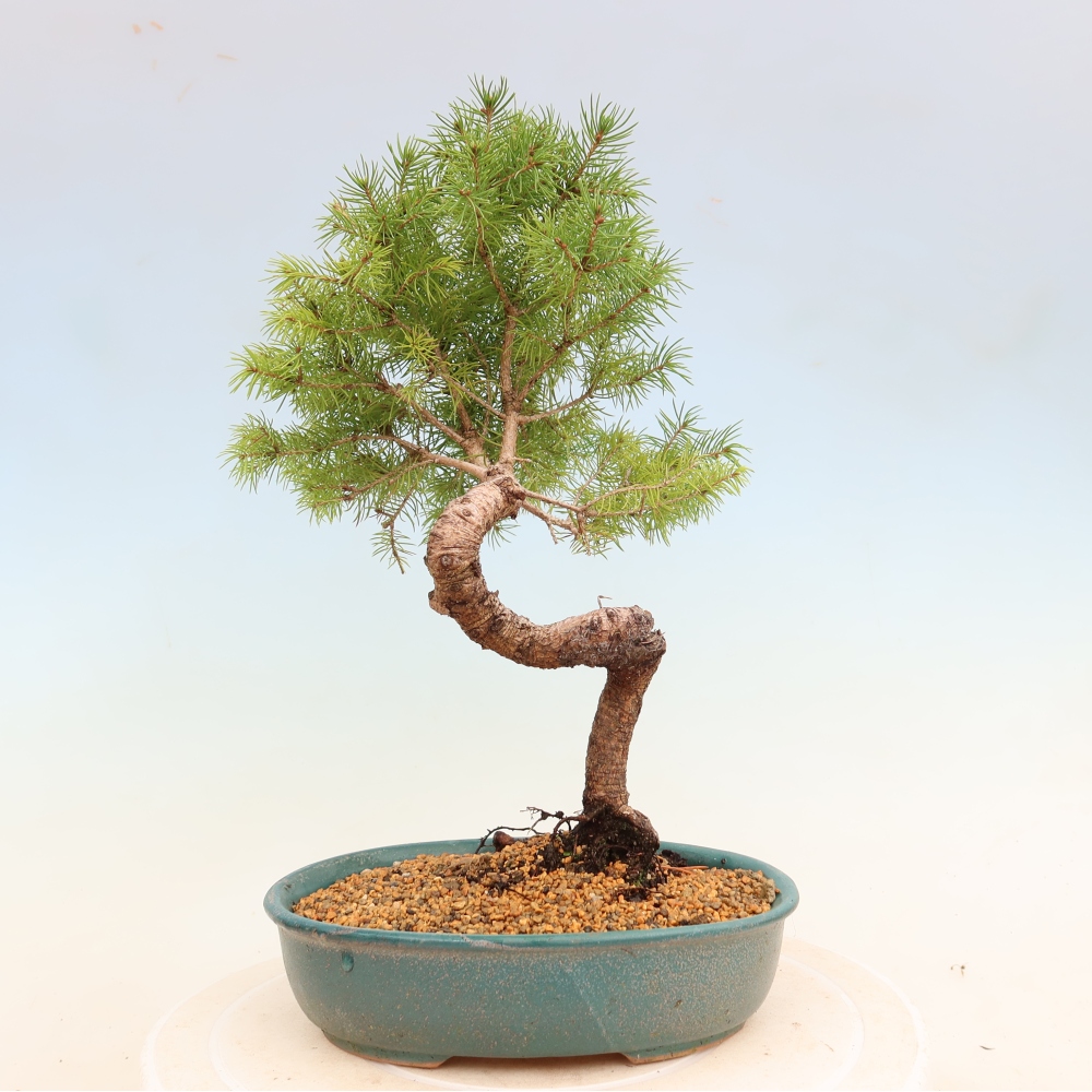 Venkovní bonsai- Smrk kulovitý - Picea glauca globe