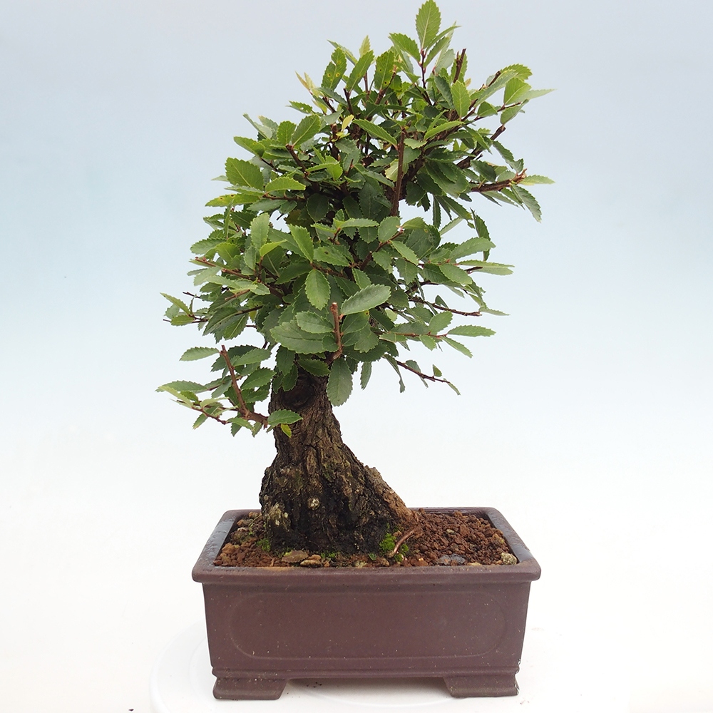 Venkovní bonsai - Zelkova - Zelkova serrata