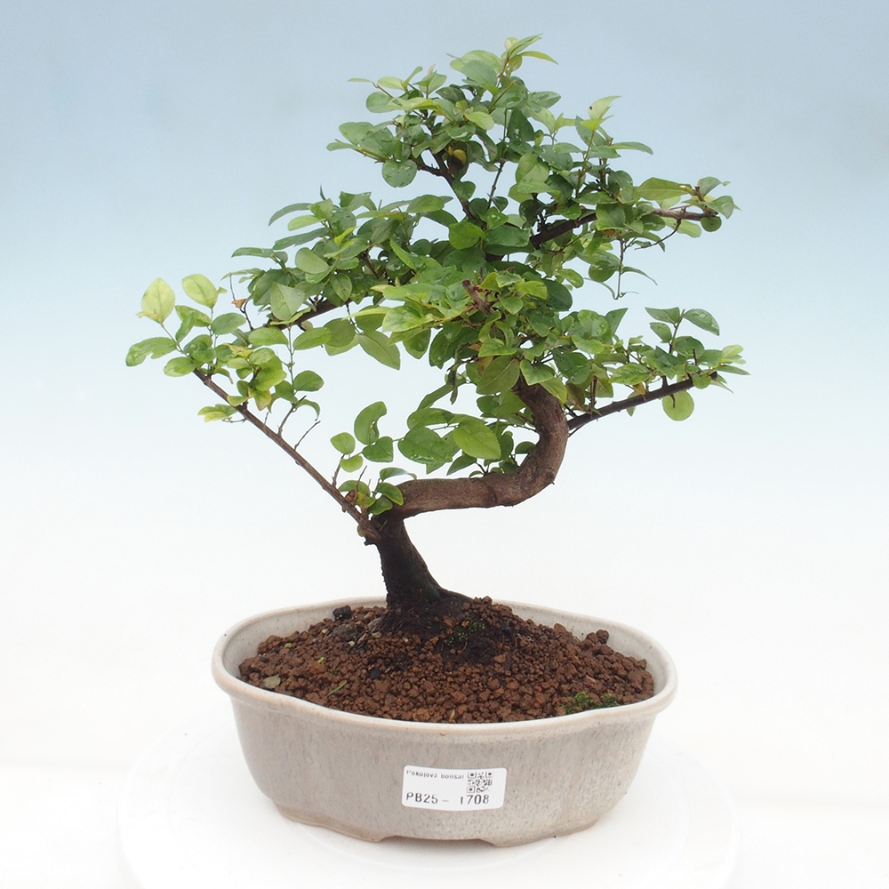 Pokojová bonsai - Sagerécie thea - Sagerécie thea