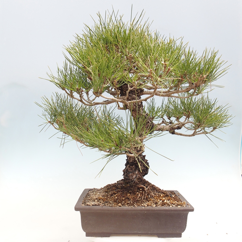 Venkovní bonsai - Pinus thunbergii - Borovice thunbergova