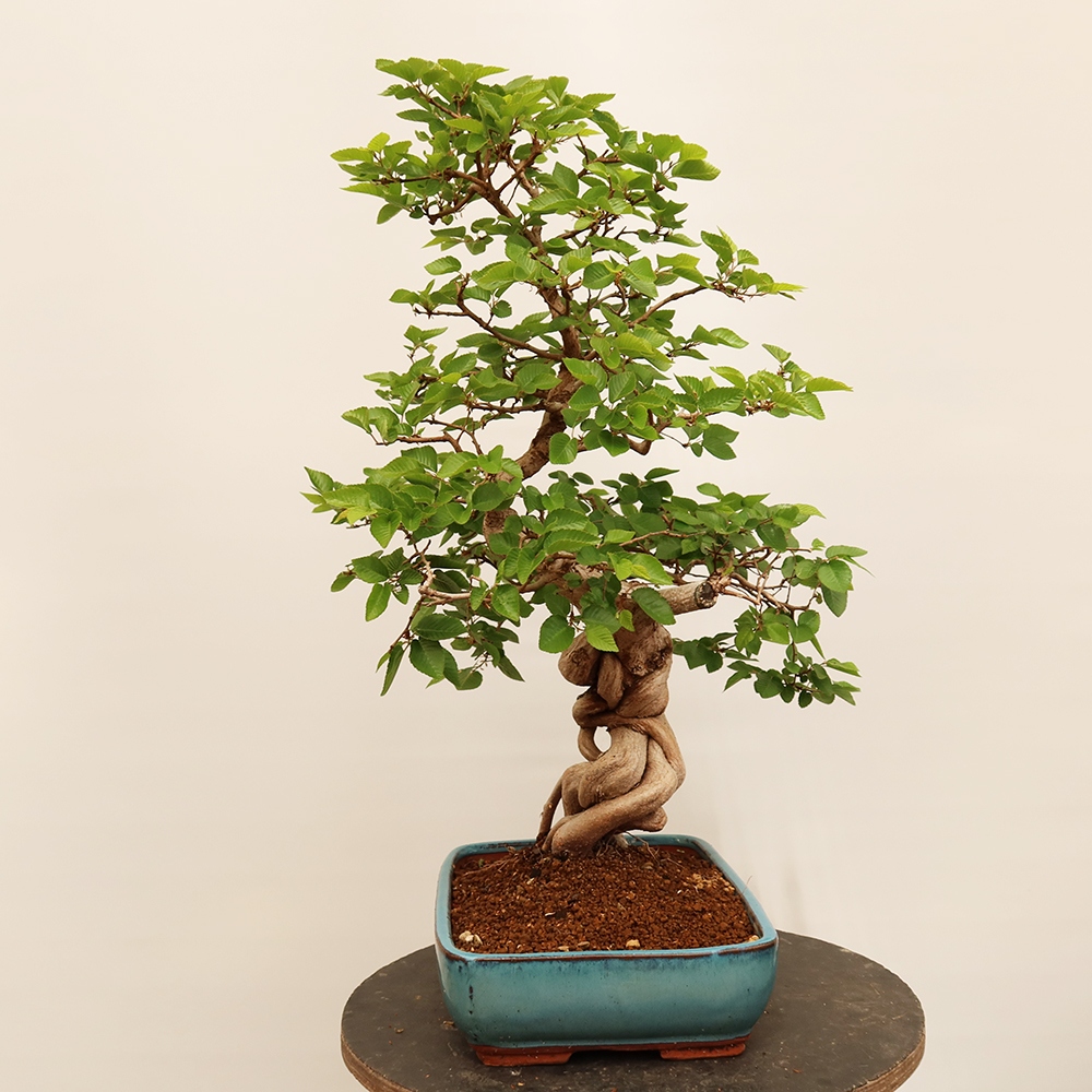 Venkovní bonsai -Carpinus Coreana - Habr korejský